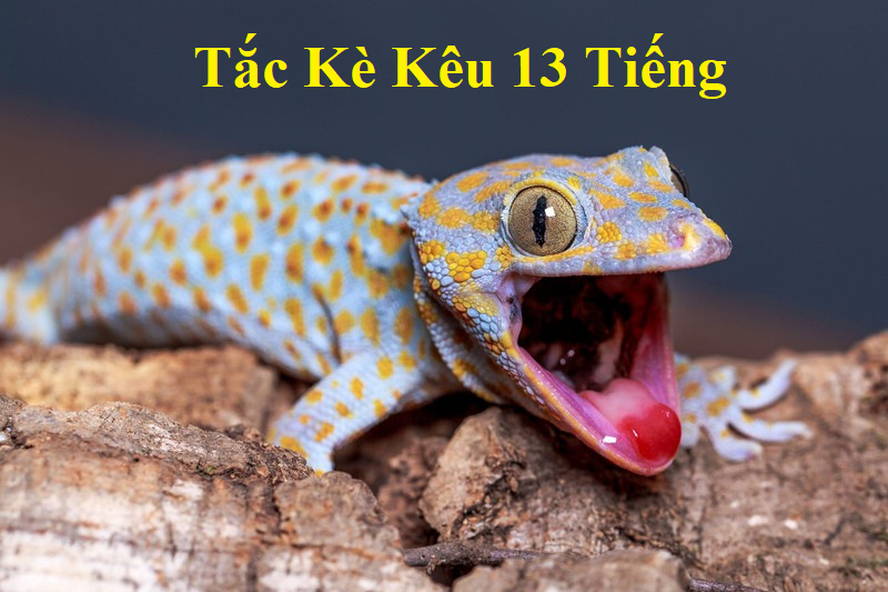 tac-ke-keu-13-tieng