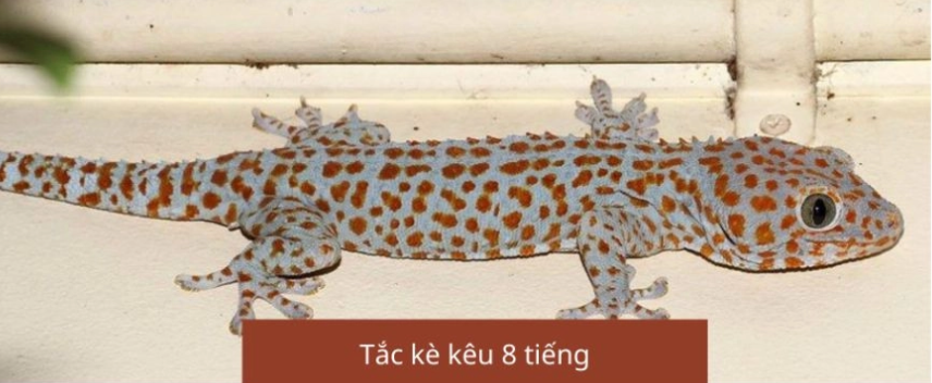 tac-ke-keu-8-tieng