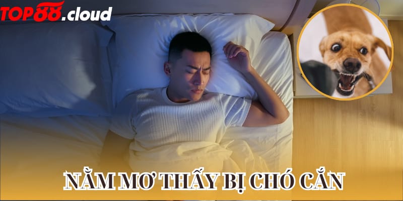 nằm mơ thấy bị chó cắn