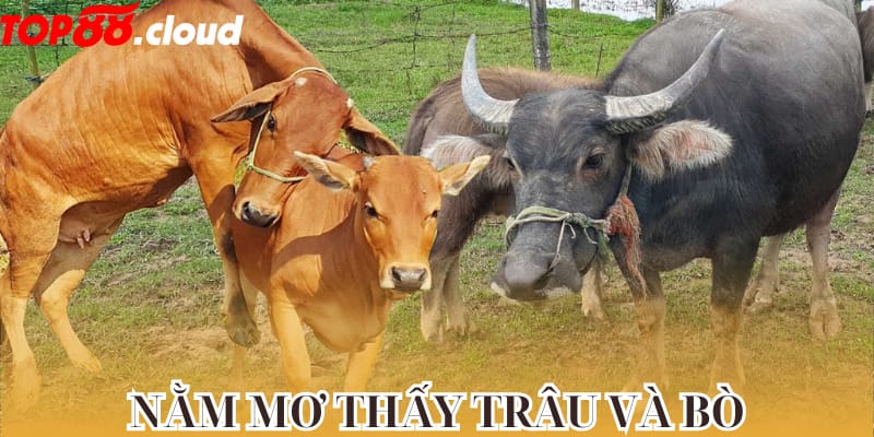 Nằm mơ thấy cả đàn trâu và bò